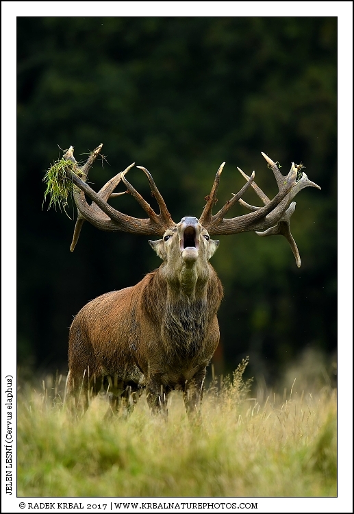 Jelen lesn� | Red Deer | Rothirsch | Cervus elaphus