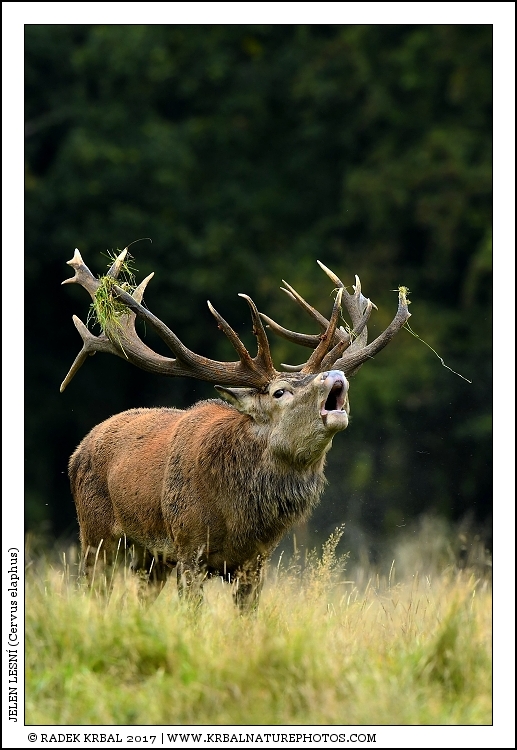 Jelen lesn� | Red Deer | Rothirsch | Cervus elaphus