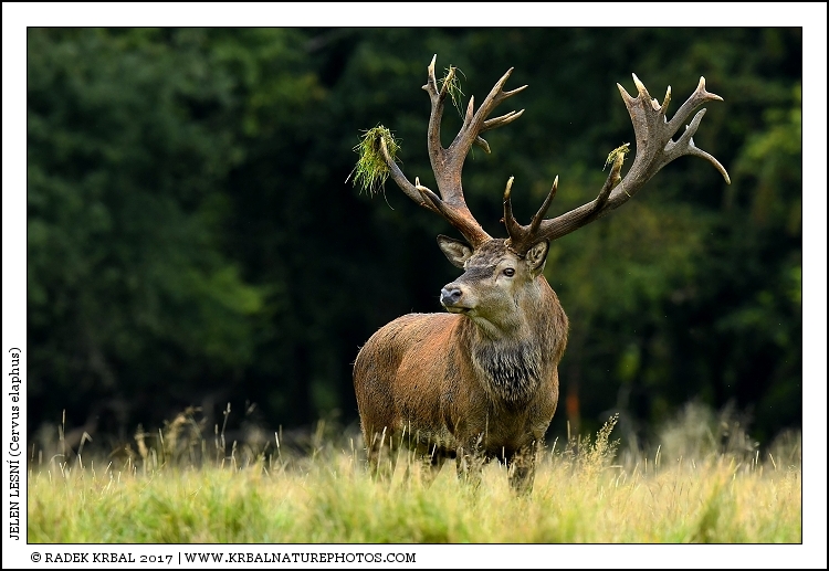 Jelen lesn� | Red Deer | Rothirsch | Cervus elaphus