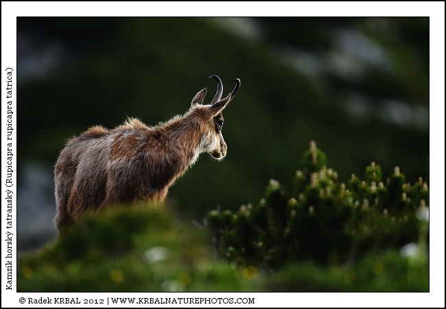 Kamz�k horsk� | Chamois | G�mse | Rupicapra rupicapra