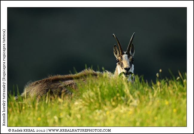 Kamz�k horsk� | Chamois | G�mse | Rupicapra rupicapra