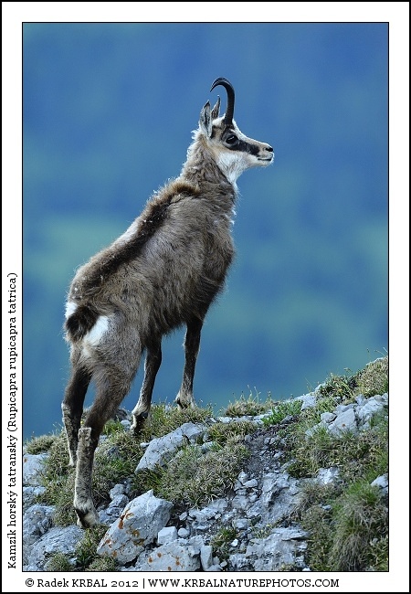 Kamz�k horsk� | Chamois | G�mse | Rupicapra rupicapra
