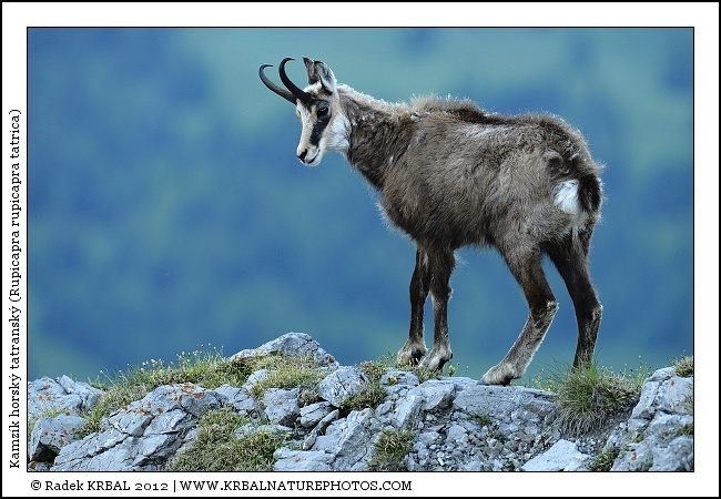 Kamz�k horsk� | Chamois | G�mse | Rupicapra rupicapra