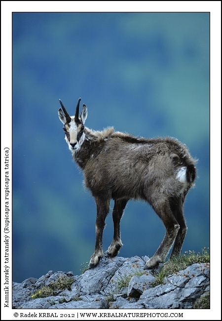 Kamz�k horsk� | Chamois | G�mse | Rupicapra rupicapra