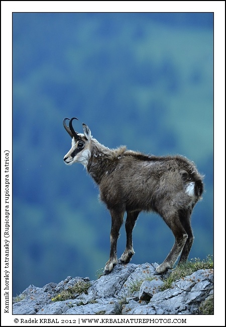 Kamz�k horsk� | Chamois | G�mse | Rupicapra rupicapra
