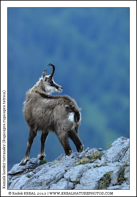 Kamz�k horsk� | Chamois | G�mse | Rupicapra rupicapra