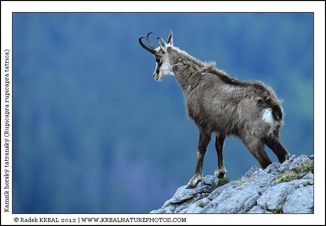 Kamz�k horsk� | Chamois | G�mse | Rupicapra rupicapra