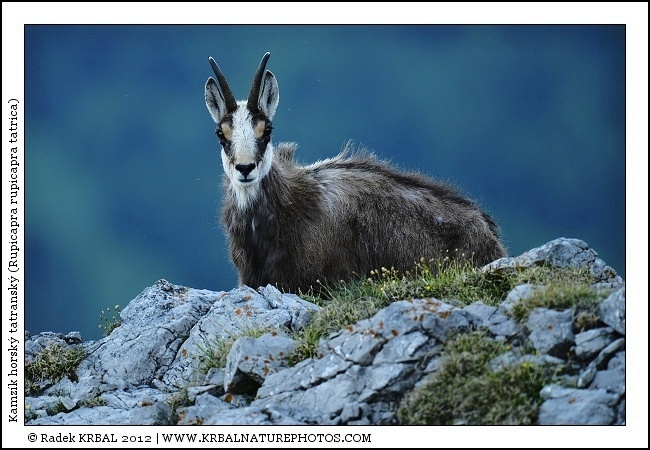Kamz�k horsk� | Chamois | G�mse | Rupicapra rupicapra