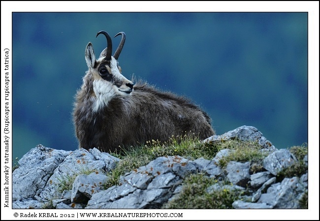 Kamz�k horsk� | Chamois | G�mse | Rupicapra rupicapra