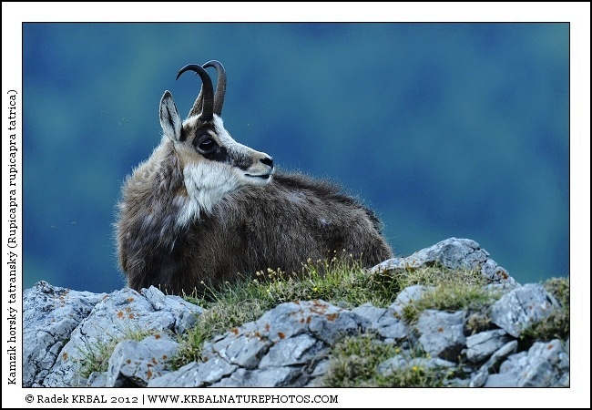 Kamz�k horsk� | Chamois | G�mse | Rupicapra rupicapra