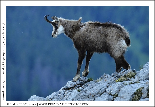 Kamz�k horsk� | Chamois | G�mse | Rupicapra rupicapra