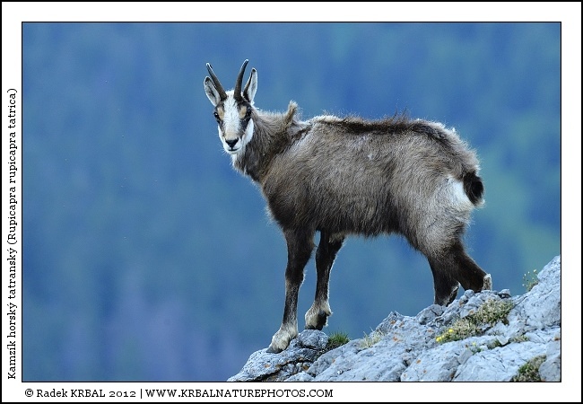 Kamz�k horsk� | Chamois | G�mse | Rupicapra rupicapra