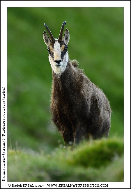 Kamz�k horsk� | Chamois | G�mse | Rupicapra rupicapra