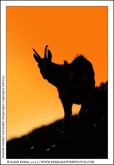 Kamz�k horsk� | Chamois | G�mse | Rupicapra rupicapra