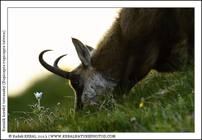 Kamz�k horsk� | Chamois | G�mse | Rupicapra rupicapra