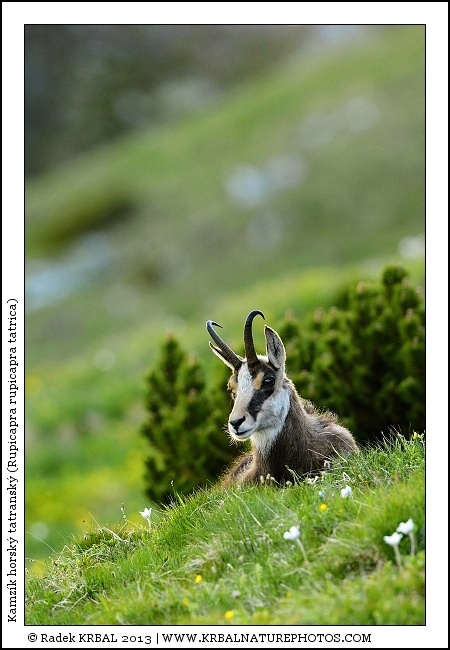 Kamz�k horsk� | Chamois | G�mse | Rupicapra rupicapra