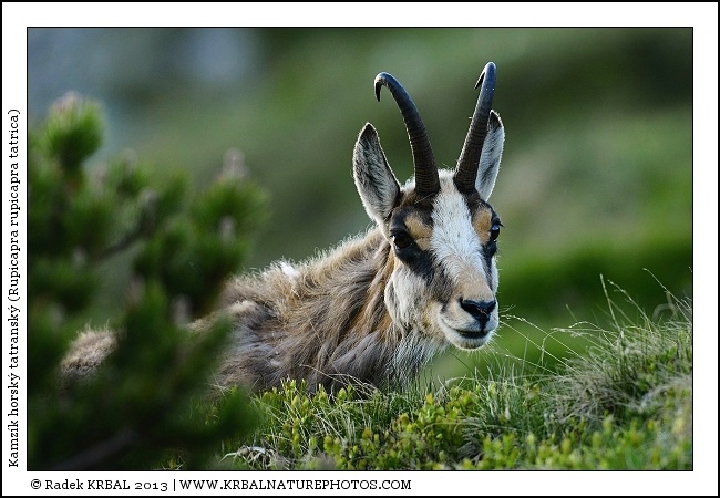 Kamz�k horsk� | Chamois | G�mse | Rupicapra rupicapra