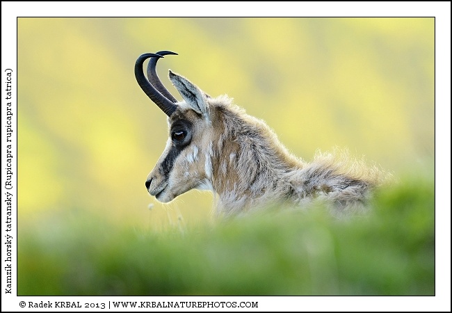 Kamz�k horsk� | Chamois | G�mse | Rupicapra rupicapra