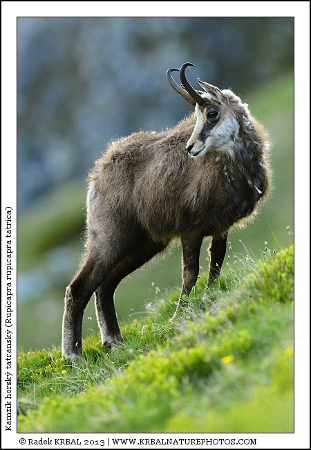 Kamz�k horsk� | Chamois | G�mse | Rupicapra rupicapra