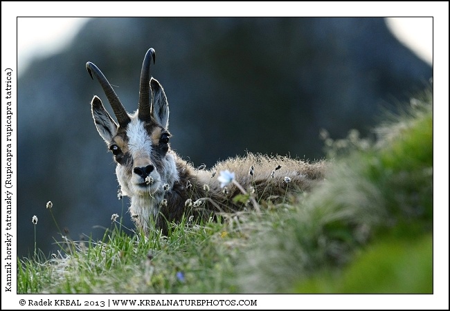 Kamz�k horsk� | Chamois | G�mse | Rupicapra rupicapra