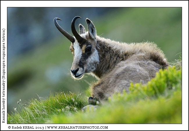 Kamz�k horsk� | Chamois | G�mse | Rupicapra rupicapra