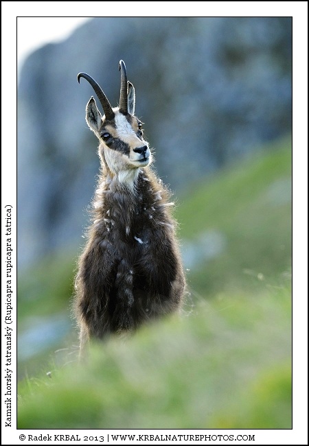 Kamz�k horsk� | Chamois | G�mse | Rupicapra rupicapra
