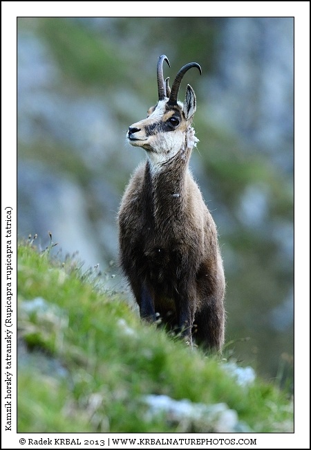Kamz�k horsk� | Chamois | G�mse | Rupicapra rupicapra