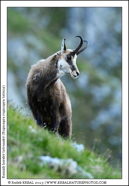 Kamz�k horsk� | Chamois | G�mse | Rupicapra rupicapra
