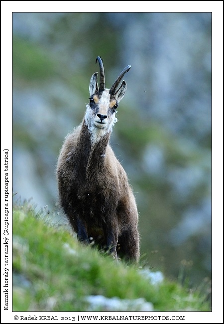Kamz�k horsk� | Chamois | G�mse | Rupicapra rupicapra