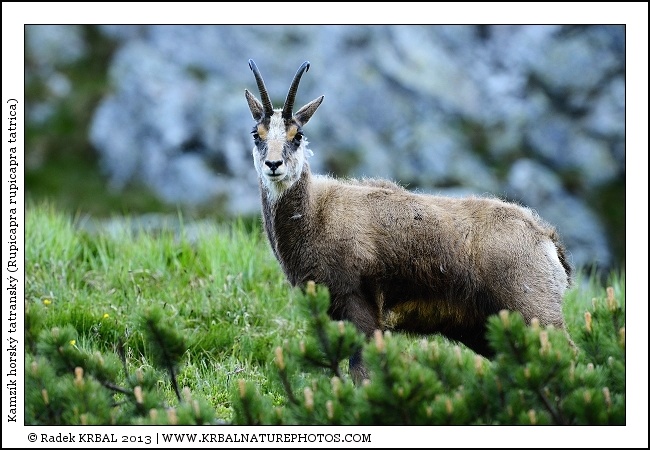 Kamz�k horsk� | Chamois | G�mse | Rupicapra rupicapra