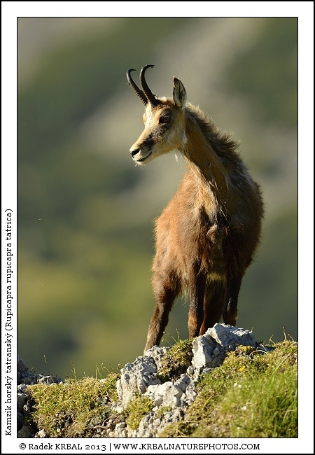 Kamz�k horsk� | Chamois | G�mse | Rupicapra rupicapra