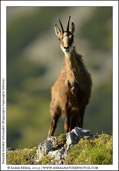 Kamz�k horsk� | Chamois | G�mse | Rupicapra rupicapra