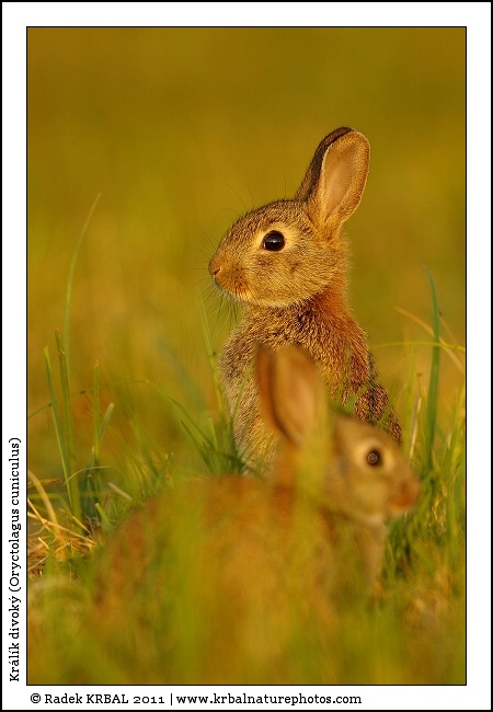 Kr�l�k divok� | European Rabbit | Wildkaninchen | Oryctolagus cuniculus