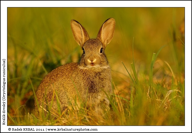 Kr�l�k divok� | European Rabbit | Wildkaninchen | Oryctolagus cuniculus