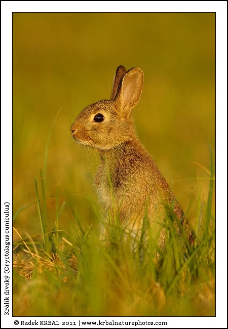 Kr�l�k divok� | European Rabbit | Wildkaninchen | Oryctolagus cuniculus