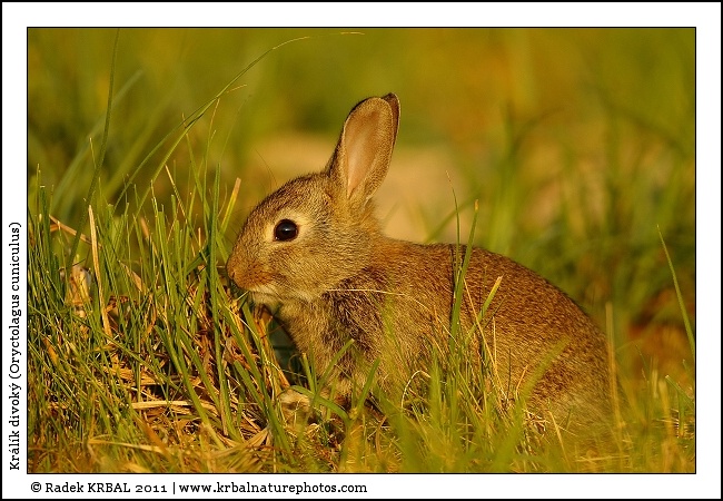Kr�l�k divok� | European Rabbit | Wildkaninchen | Oryctolagus cuniculus