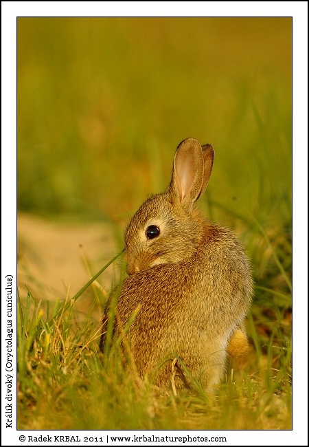 Kr�l�k divok� | European Rabbit | Wildkaninchen | Oryctolagus cuniculus