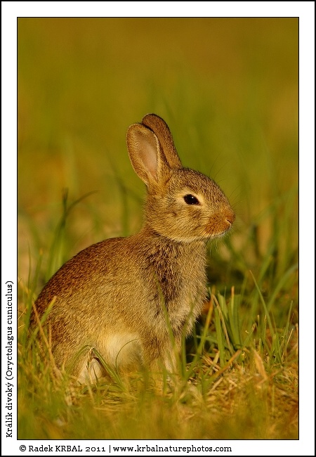 Kr�l�k divok� | European Rabbit | Wildkaninchen | Oryctolagus cuniculus