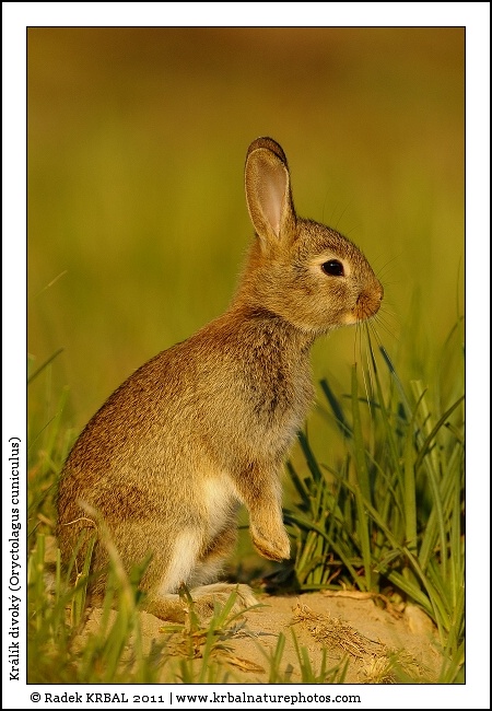 Kr�l�k divok� | European Rabbit | Wildkaninchen | Oryctolagus cuniculus
