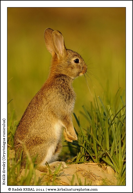 Kr�l�k divok� | European Rabbit | Wildkaninchen | Oryctolagus cuniculus