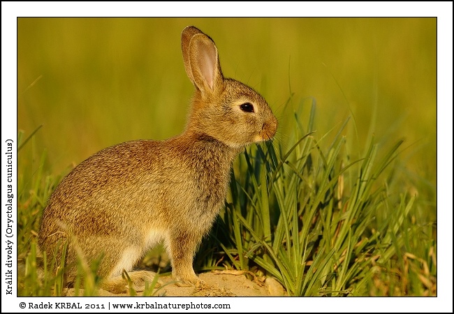 Kr�l�k divok� | European Rabbit | Wildkaninchen | Oryctolagus cuniculus