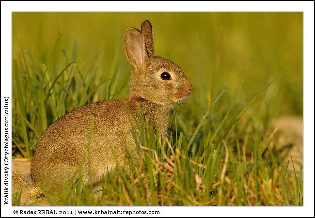 Kr�l�k divok� | European Rabbit | Wildkaninchen | Oryctolagus cuniculus