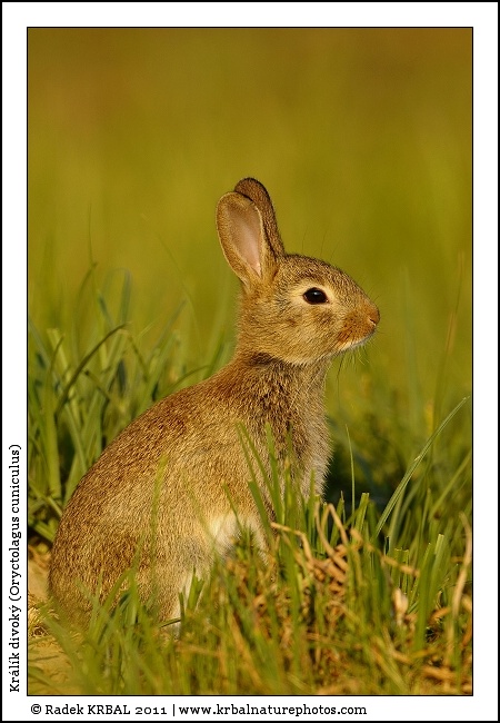 Kr�l�k divok� | European Rabbit | Wildkaninchen | Oryctolagus cuniculus