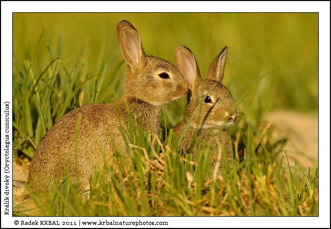 Kr�l�k divok� | European Rabbit | Wildkaninchen | Oryctolagus cuniculus