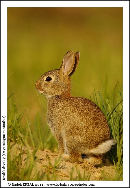 Kr�l�k divok� | European Rabbit | Wildkaninchen | Oryctolagus cuniculus