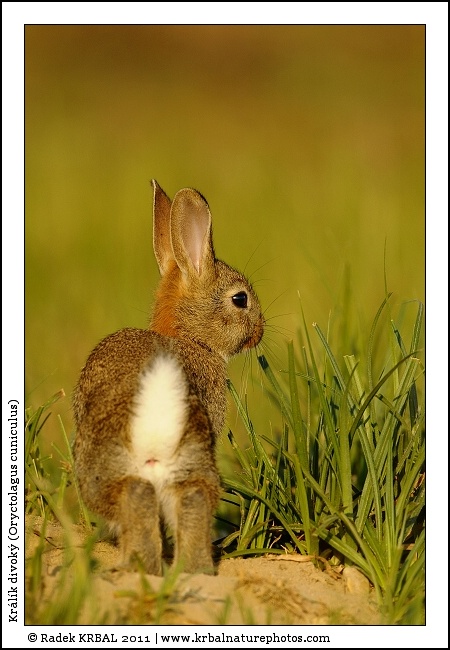 Kr�l�k divok� | European Rabbit | Wildkaninchen | Oryctolagus cuniculus