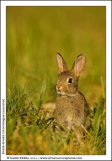Kr�l�k divok� | European Rabbit | Wildkaninchen | Oryctolagus cuniculus