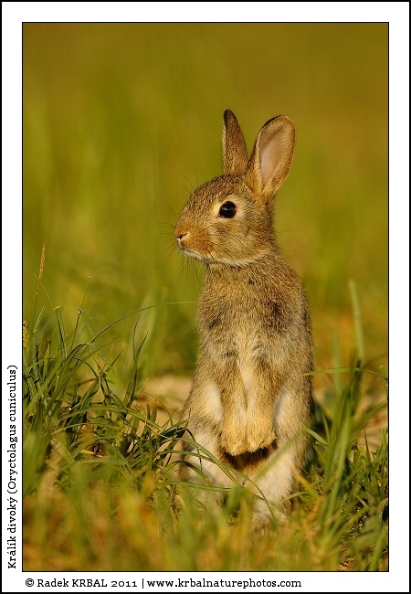 Kr�l�k divok� | European Rabbit | Wildkaninchen | Oryctolagus cuniculus