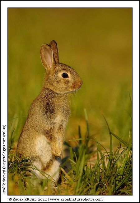 Kr�l�k divok� | European Rabbit | Wildkaninchen | Oryctolagus cuniculus