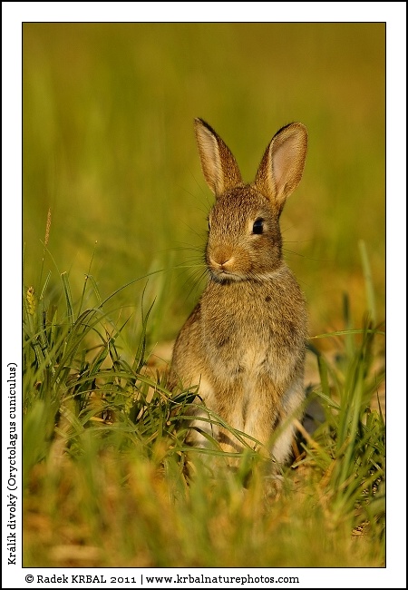 Kr�l�k divok� | European Rabbit | Wildkaninchen | Oryctolagus cuniculus